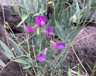 Lathyrus eucosmus, photographed by Roger Rittmaster