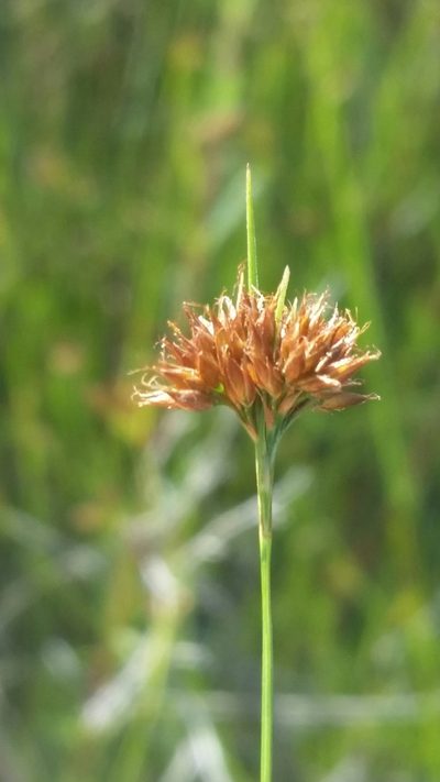 Rhynchospora filifolia, photographed by Jay Horn