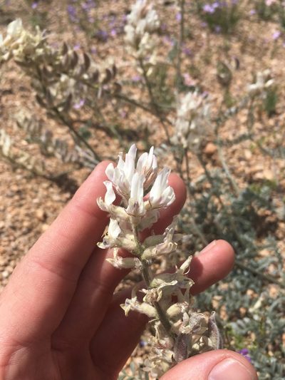 Astragalus sepultipes, photographed by Martin Purdy