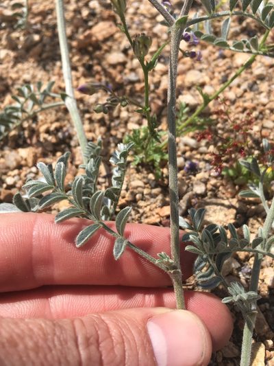Astragalus sepultipes, photographed by Martin Purdy