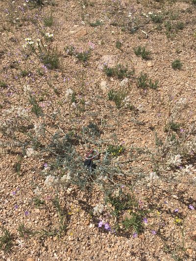 Astragalus sepultipes, photographed by Martin Purdy