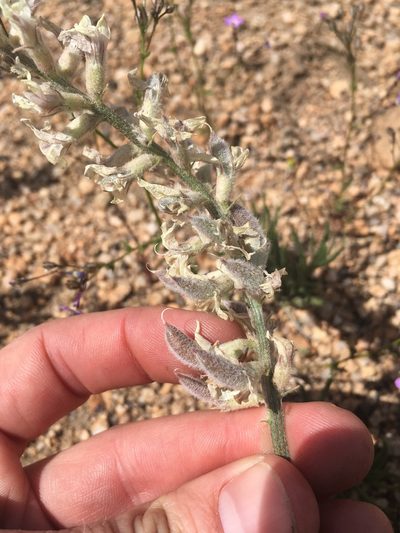 Astragalus sepultipes, photographed by Martin Purdy
