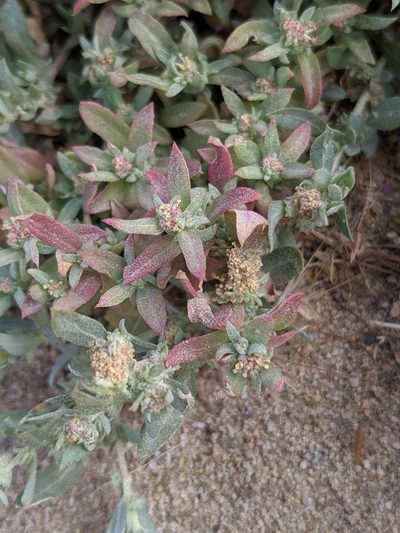 Atriplex fruticulosa, photographed by Alex Heyman