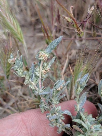 Atriplex fruticulosa, photographed by Alex Heyman