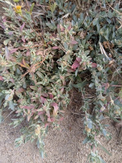 Atriplex fruticulosa, photographed by Alex Heyman