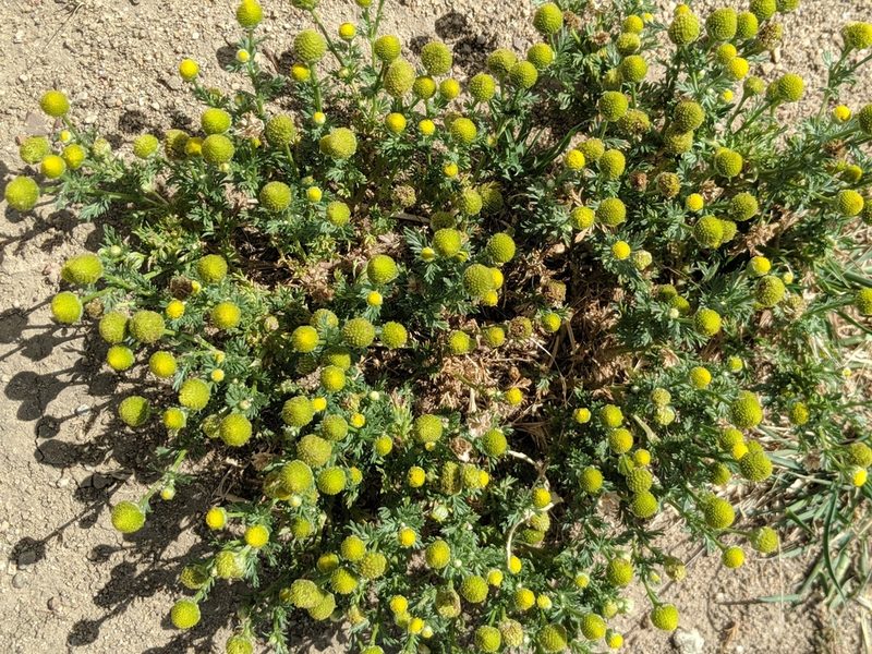 Matricaria occidentalis, photographed by Alex Heyman
