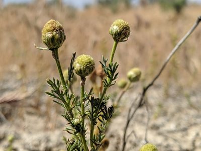 Matricaria occidentalis, photographed by Alex Heyman