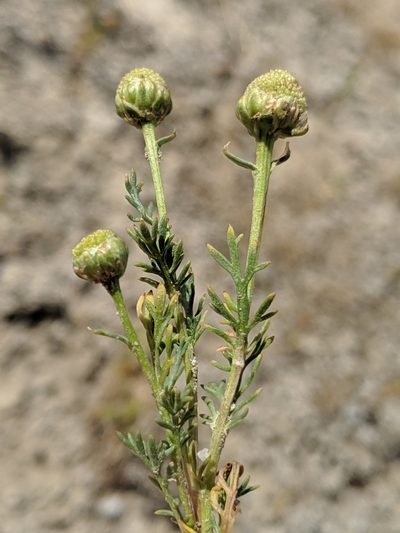 Matricaria occidentalis, photographed by Alex Heyman