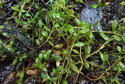 Lobelia fatiscens, photographed by Peter de Lange