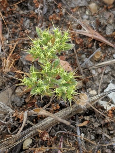 Chorizanthe uniaristata, photographed by Alex Heyman