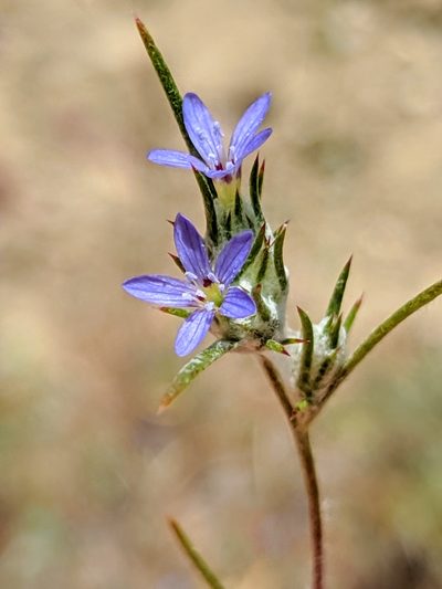 Eriastrum calocyanum, photographed by Alex Heyman