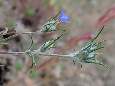 Eriastrum calocyanum, photographed by Alex Heyman