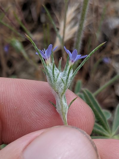 Eriastrum calocyanum, photographed by Alex Heyman
