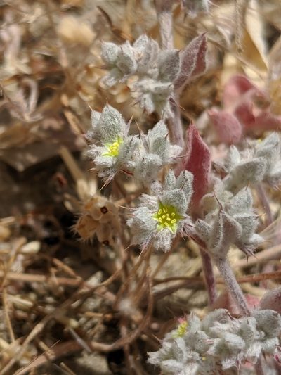 Hollisteria lanata, photographed by Alex Heyman