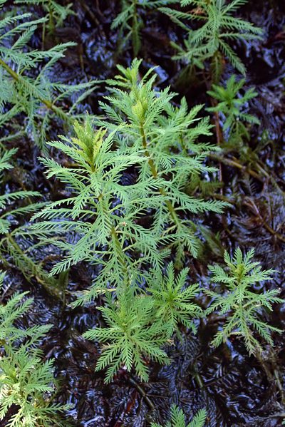 Myriophyllum robustum, photographed by Peter de Lange