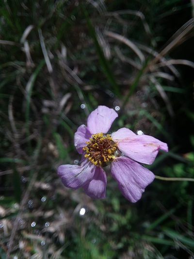 Coreopsis nudata, photographed by Will McFarland