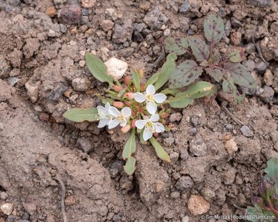 Eremothera nevadensis, photographed by Tim Messick