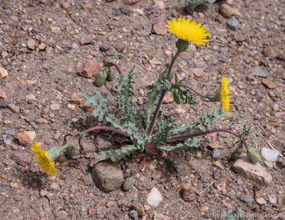 Malacothrix torreyi, photographed by Tim Messick