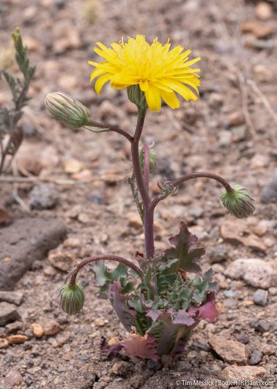 Malacothrix torreyi, photographed by Tim Messick