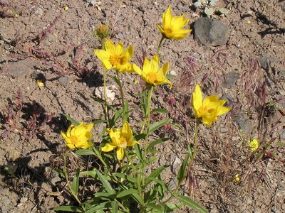 Helianthus cusickii, photographed by Tom Gulya