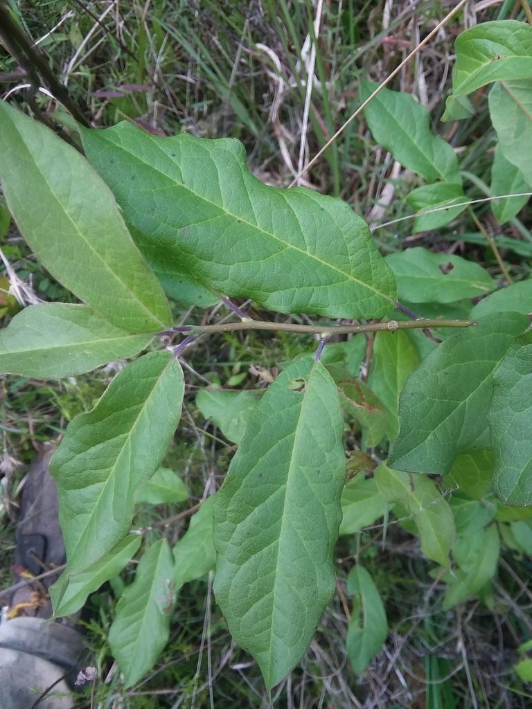 Ilex amelanchier, photographed by Will McFarland