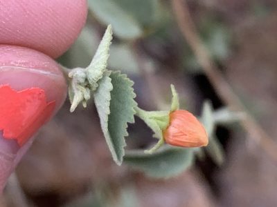 Abutilon parvulum, photographed by CK2AZ