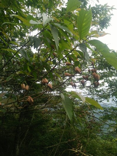 Alniphyllum pterospermum, photographed by Cheng-Te Hsu