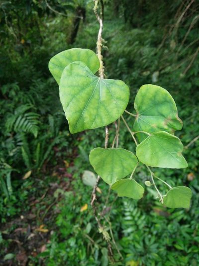 Pericampylus glaucus, photographed by Cheng-Te Hsu