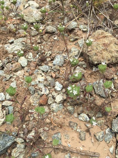 Navarretia rosulata, photographed by Scott Loarie