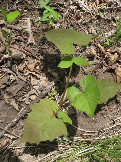 Nabalus tatarinowii, photographed by Repina Tatyana