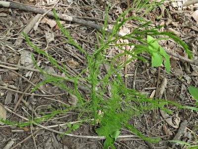 Asparagus schoberioides, photographed by Repina Tatyana