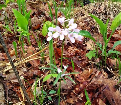 Cardamine trifida, photographed by Repina Tatyana