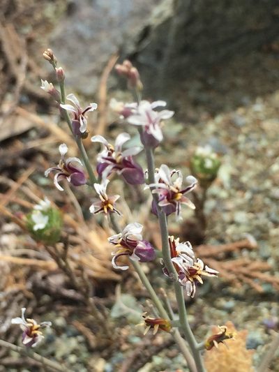 Streptanthus batrachopus, photographed by Scott Loarie