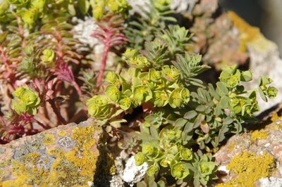 Euphorbia portlandica, photographed by Eric Knight