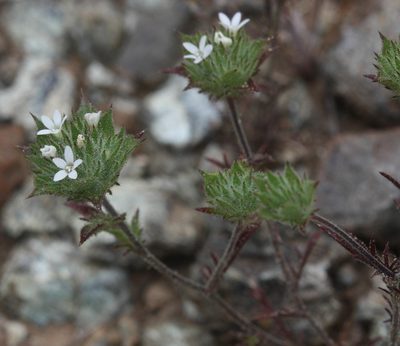 Navarretia rosulata, photographed by Scott Loarie