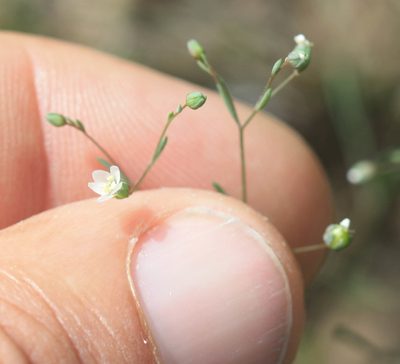 Linum micranthum, photographed by Scott Loarie