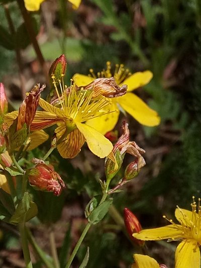 Hypericum australe, photographed by Karim Haddad