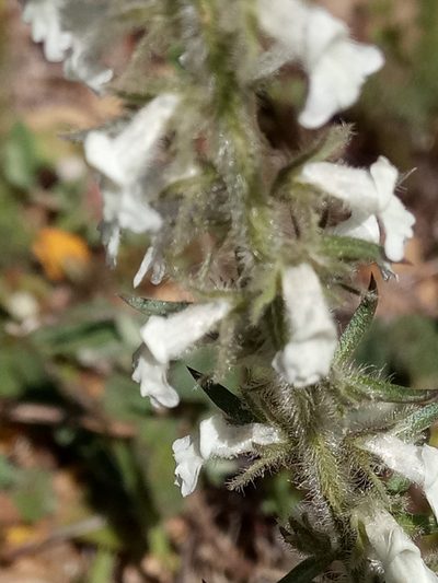 Anarrhinum pedatum, photographed by Karim Haddad