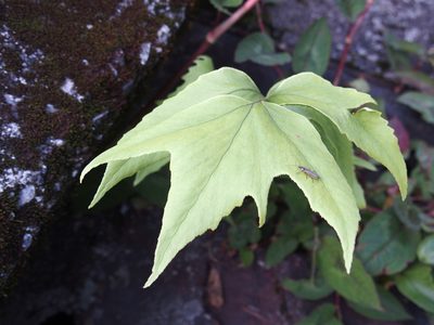 Cyrtomium caryotideum, photographed by Jerome Ko