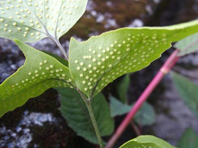 Cyrtomium caryotideum, photographed by Jerome Ko