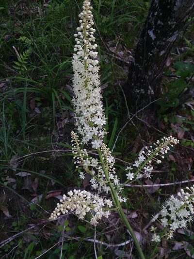 Stenanthium texanum, photographed by Will McFarland