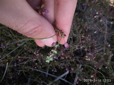 Erica planifolia, photographed by Seth Musker