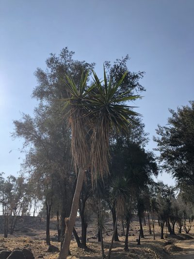 Yucca jaliscensis, photographed by Luis F. Ramírez