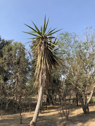 Yucca jaliscensis, photographed by Luis F. Ramírez