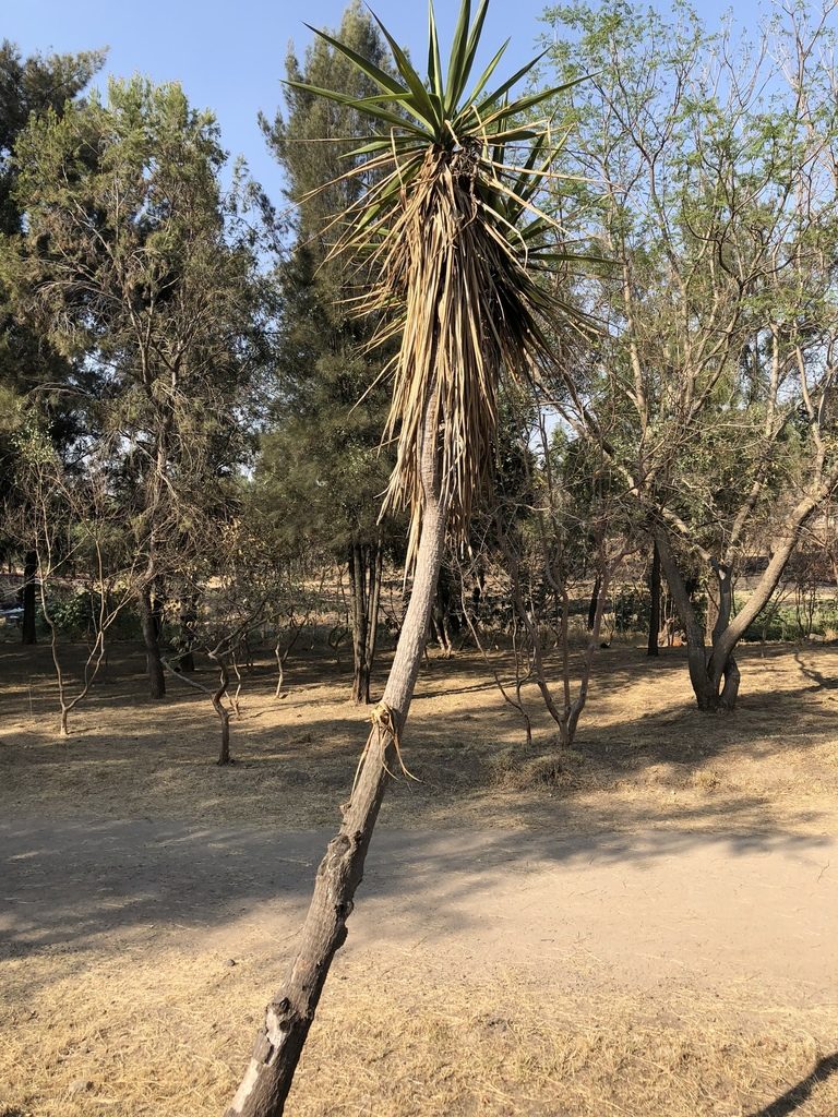 Yucca jaliscensis, photographed by Luis F. Ramírez