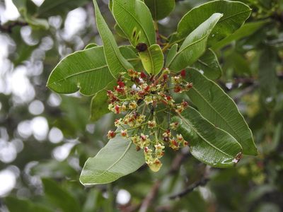 Schinopsis balansae, photographed by Eduardo Luis Beltrocco