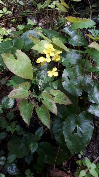 Epimedium perralderianum, photographed by Markus Krieger