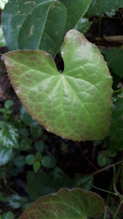 Epimedium perralderianum, photographed by Markus Krieger