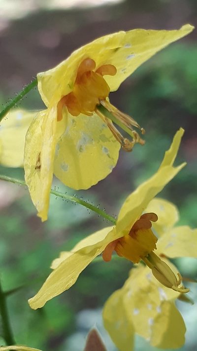 Epimedium perralderianum, photographed by Markus Krieger