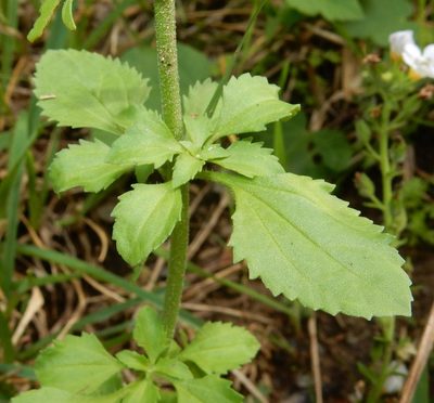 Phyllopodium cuneifolium, photographed by Henry de Lange